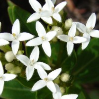 Knoxia spicata (Thwaites ex Trimen) Ridsdale